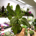 Salvia officinalis - Common Sage [UK Grown Culinary Herbs] - Sprouts of Bristol