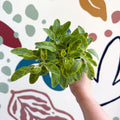 Salvia officinalis 'Icterina' - Golden Sage [UK Grown Culinary Herbs] - Sprouts of Bristol