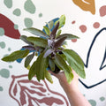 Salvia officinalis 'Purpurea' - Purple Sage [UK Grown Culinary Herbs] - Sprouts of Bristol