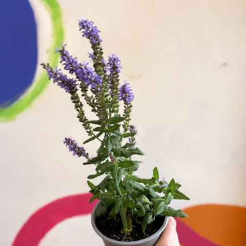 Salvia x superba ‘Bordeau Compact Sky Blue’ - British Grown Perennial - Sprouts of Bristol
