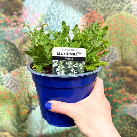 Salvia x superba ‘Bordeau White’ - British Grown Perennial - Sprouts of Bristol