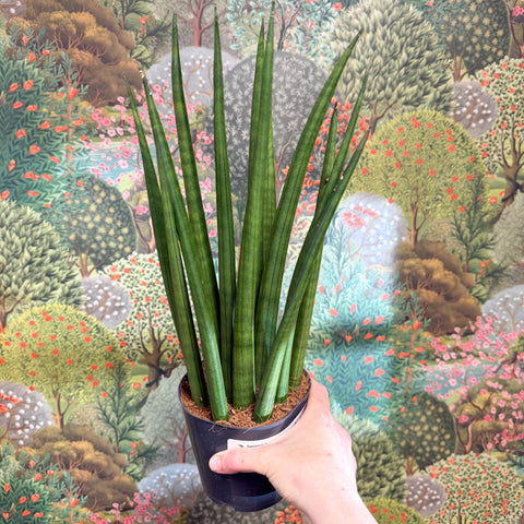 Sansevieria bacularis 'Mikado' - Snake Plant - Sprouts of Bristol