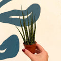 Sansevieria ‘Fernwood Mikado’ – Snake Plant - Sprouts of Bristol