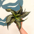 Sansevieria ‘Hahnii Spiral Star’ – Spiral Star Snake Plant - Sprouts of Bristol