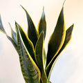Sansevieria laurentii - Snake Plant - Sprouts of Bristol