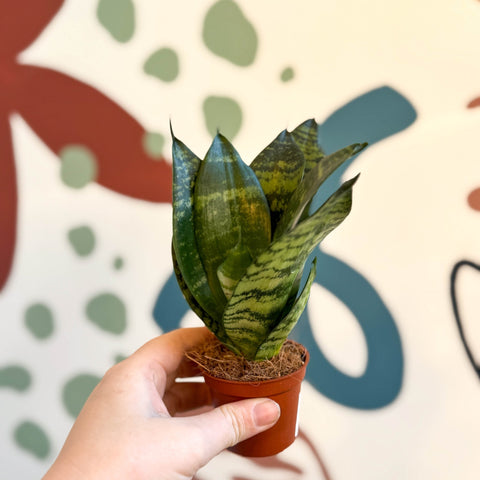 Sansevieria trifasciata ‘Black Jade Hahnii’ – Black Jade Bird’s Nest Snake Plant - Sprouts of Bristol
