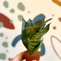 Sansevieria trifasciata ‘Black Jade Hahnii’ – Black Jade Bird’s Nest Snake Plant - Sprouts of Bristol