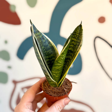 Sansevieria trifasciata ‘Golden Hahnii’ – Golden Bird’s Nest Snake Plant - Sprouts of Bristol