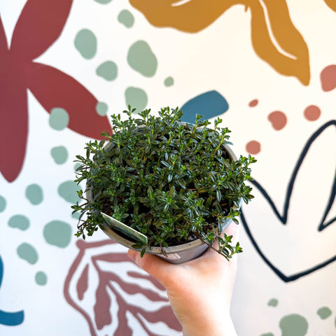 Satureja montana – Winter Savoury - Culinary Herbs - Sprouts of Bristol