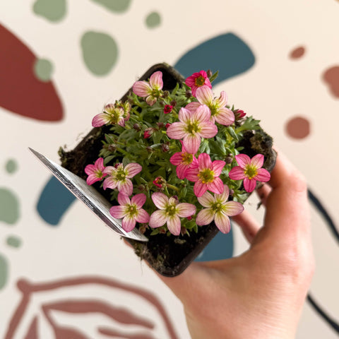 Saxifraga x arendsii 'Touran Pink' - Rockfoils - British Grown Evergreen Perennial Alpine - Sprouts of Bristol