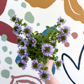 Scaevola ‘A Blue Touch’ - Fan Flower - Sprouts of Bristol