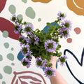 Scaevola ‘A Blue Touch’ - Fan Flower - Sprouts of Bristol