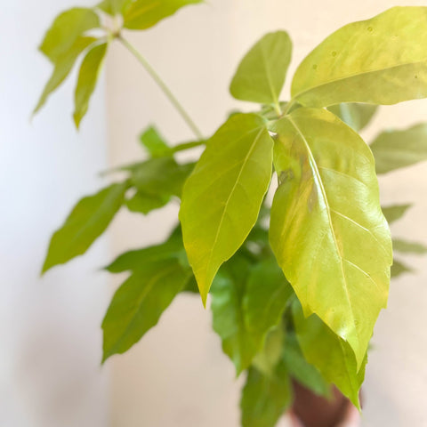 Schefflera actinophylla 'Golden Amate' - Umbrella Tree - Sprouts of Bristol