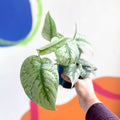 Scindapsus pictus 'Trebie / Exotica' - Satin Pothos - Sprouts of Bristol