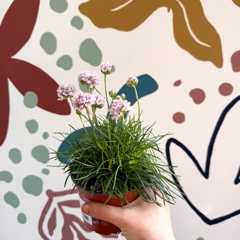 Sea Thrift - Armeria maritima 'Armada Rose' - Sprouts of Bristol