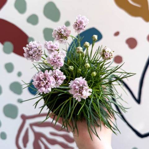 Sea Thrift - Armeria maritima 'Armada Rose' - Sprouts of Bristol