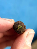 Seedball Meadow Pots - Bee Mix - Sprouts of Bristol