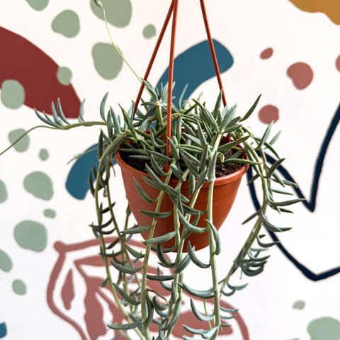 Senecio hallianus - String of Blue Beans - Sprouts of Bristol