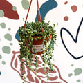 Senecio herreanus - String of Tears - Sprouts of Bristol
