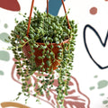 Senecio herreanus - String of Tears - Sprouts of Bristol