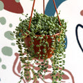 Senecio herreanus - String of Tears - Sprouts of Bristol