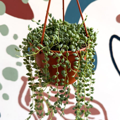 Senecio herreanus - String of Tears - Sprouts of Bristol