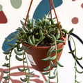 Senecio radicans - String of Bananas - Sprouts of Bristol
