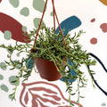 Senecio radicans - String of Fish Hooks - Sprouts of Bristol