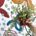 Senecio 'Twinkle Little Star' - String of Stars - Sprouts of Bristol