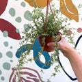 Senecio 'Twinkle Little Star' - String of Stars - Sprouts of Bristol