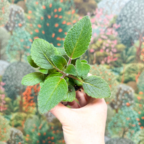 Sinningia nivalis - Welsh Grown - Sprouts of Bristol