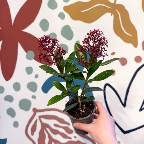 Skimmia japonica 'Rubella' - Japanese Skimmia - Sprouts of Bristol
