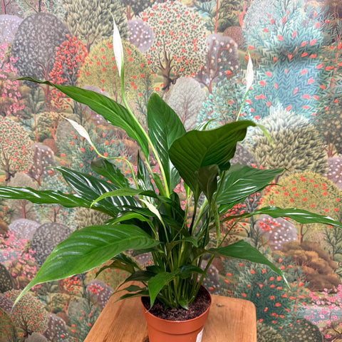Spathiphyllum 'Sweet Benito' - Peace Lily - Sprouts of Bristol