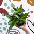 Speedwells - Veronica 'Moody Blues Sky Blue' UK Grown - Sprouts of Bristol
