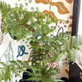Sphaeropteris cooperi - Lacy Tree Fern - Sprouts of Bristol