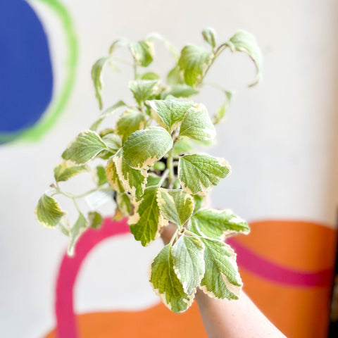 Spurflower - Plectranthus argentatus 'Hill House' - Welsh Grown - Sprouts of Bristol