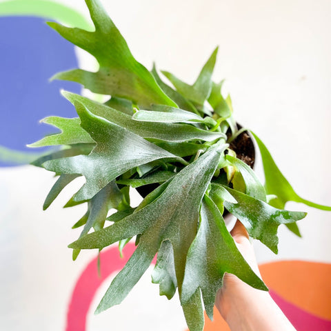 Staghorn Fern - Platycerium bifurcatum - Sprouts of Bristol