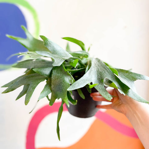 Staghorn Fern - Platycerium bifurcatum - Sprouts of Bristol