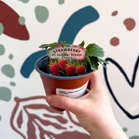 Strawberry - Fragaria x ananassa 'Summer Breeze Cherry' F1 - British Grown - Sprouts of Bristol
