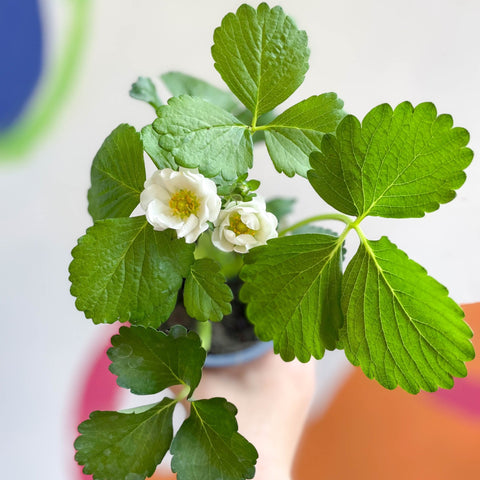 Strawberry - Fragaria x ananassa 'Summer Breeze Snow' F1 - British Grown - Sprouts of Bristol