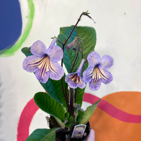 Streptocarpus ionantha 'Abigail' - Welsh Grown - Sprouts of Bristol