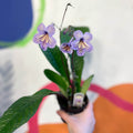 Streptocarpus ionantha 'Abigail' - Welsh Grown - Sprouts of Bristol