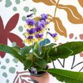 Streptocarpus ionantha 'Alexis' - Welsh Grown - Sprouts of Bristol