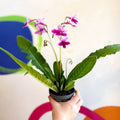 Streptocarpus ionantha 'Caitlin' - Welsh Grown - Sprouts of Bristol