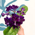 Streptocarpus ionantha 'Camilla' - Welsh Grown - Sprouts of Bristol