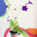 Streptocarpus ionantha 'Crystal Wonder' - Welsh Grown - Sprouts of Bristol