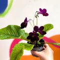 Streptocarpus ionantha 'Dibley's Patricia' - Welsh Grown - Sprouts of Bristol