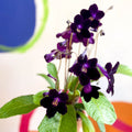 Streptocarpus ionantha 'Elsi' - Welsh Grown - Sprouts of Bristol