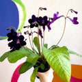 Streptocarpus ionantha 'Elsi' - Welsh Grown - Sprouts of Bristol