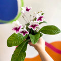 Streptocarpus ionantha 'Lowri' - Welsh Grown - Sprouts of Bristol